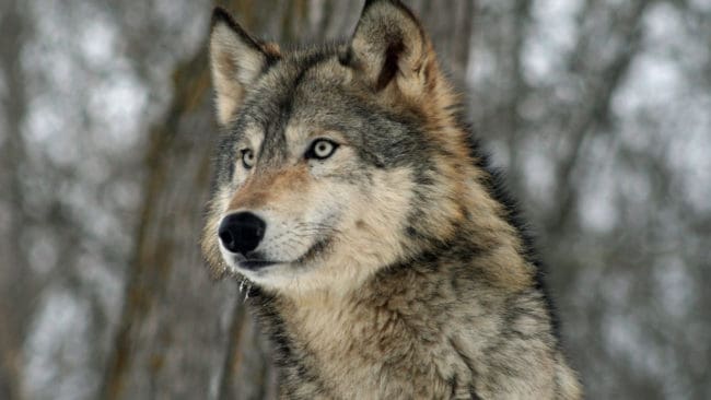 Vargen i Grönviken är så oskygg att den inte låter sig skrämmas i väg av till exempel högljudda röster. (arkivbild)