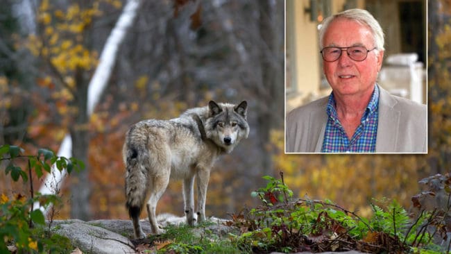 Ingemar Alin anser att det är samhällsfarligt att ha dagens straffsats på tjuvskytte.