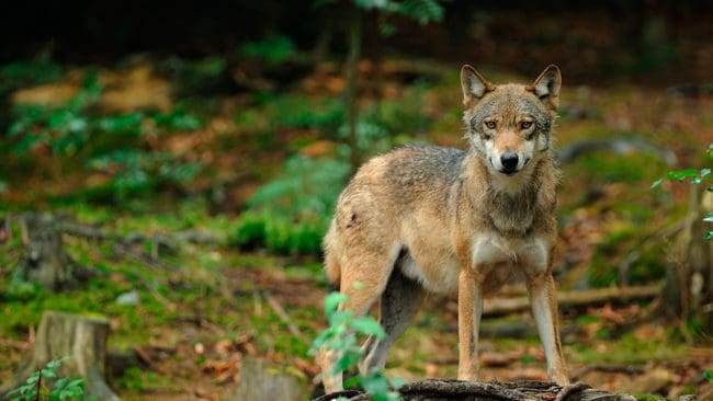 Jägarna i tyska Schleeswig-Holstein vill kunna jaga varg.