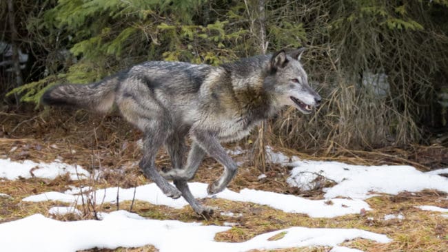 Hittills i år har Länsstyrelsen i Värmland hittat några fler familjegrupper och några färre revirmarkerande par i länet än förra året.
