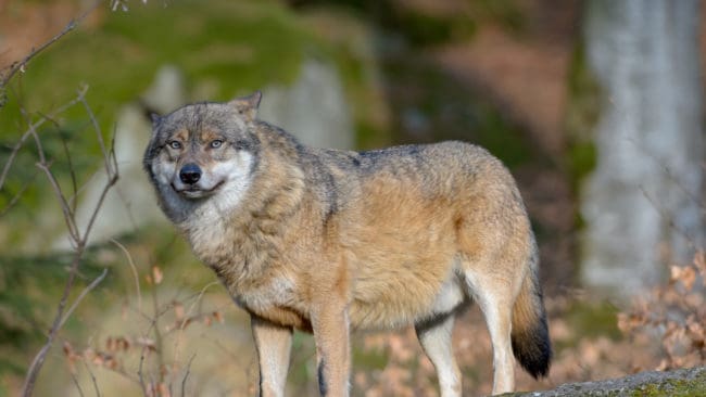 Länsstyrelsens och Naturvårdsverkets plan var att fånga, märka och flytta den invandrade vargen. (arkivbild)