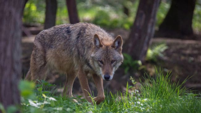 Sedan ett tiotal år har antalet vargar ökat i Norge. Men nu verkar kurvan vika nedåt, enligt Rovdata.
