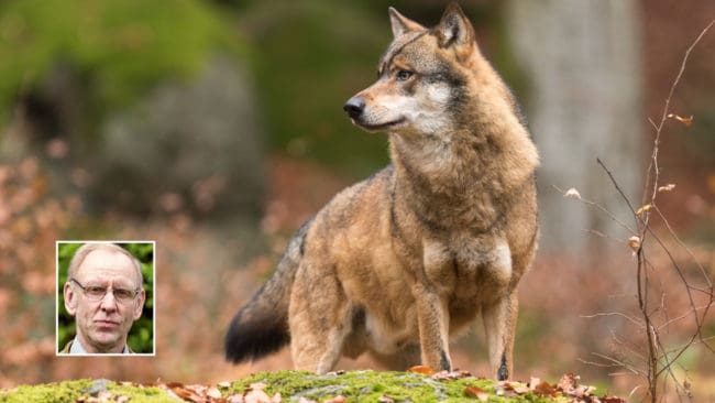 – Vi måste få till en årligt återkommande vargjakt innan situationen blir ohållbar, säger Henrik Tågmark.