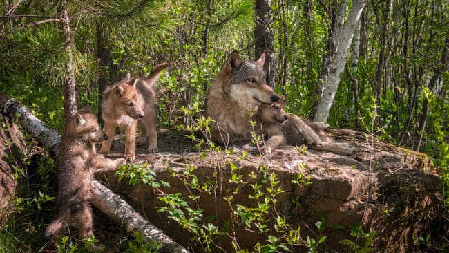 Sex vargvalpar föddes nyligen i Västjylland. Nu kräver Venstre-politikern Erik Poulsen att förvaltningsplanen för varg revideras. (arkivbild)