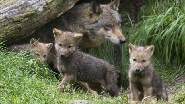Ett cirka 275 hektar stort skogsområde på Västjylland är till mitten av augusti avstängt för allmänheten. (arkivbild)