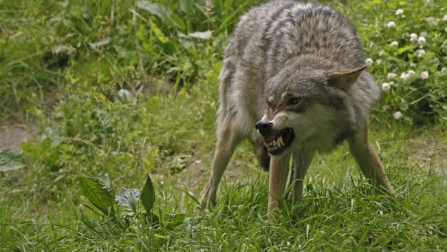 Minst tre får har dödats i samband med två vargangrepp i Småland under de senaste dygnen.