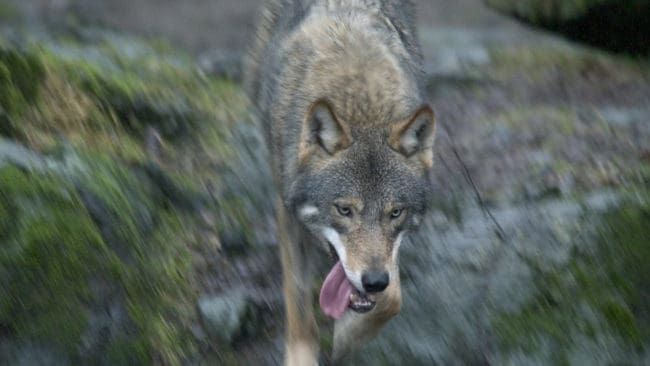 Den ena vargen är identifierad. Hans dna hittades på två rådjur som dödades vid en privat hjortfarm i juni. (arkivbild)