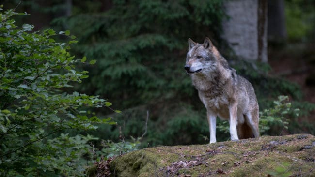 En av de från Tyskland nyligen invandrade vargarna har sedan april dödat 33 får. (arkivbild)