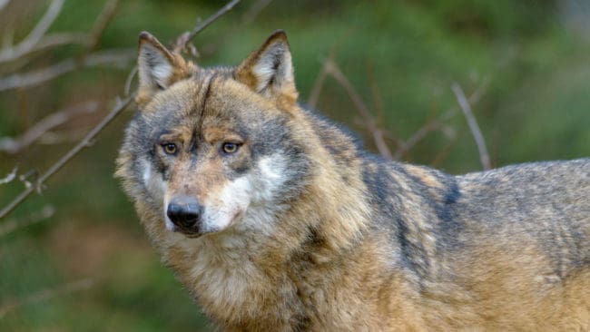 Nu har vargen, som har varit närgången mot människor i Edsbyn i flera veckor, klivit över en tröskel och bitit en sällskapshund.