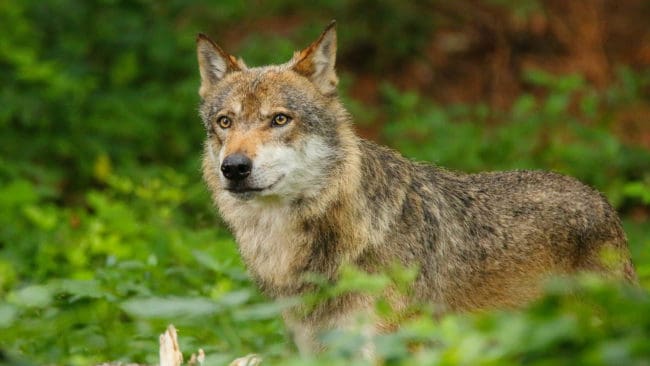 Den skjutna varghanen, från Björnåsreviret norr om Falun, hittades aldrig. (arkivbild)