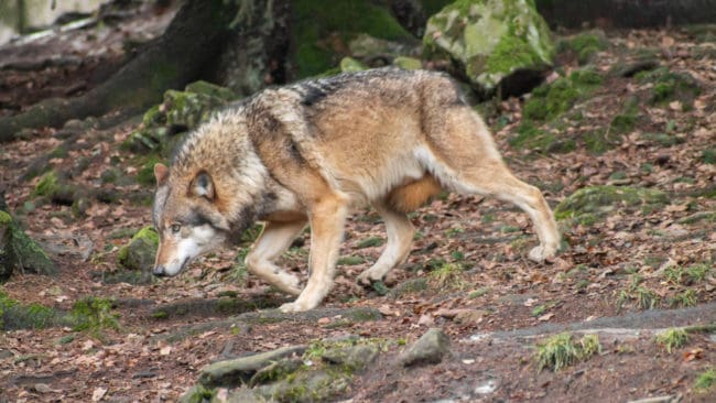 Drevervalpen var bara 20 meter från ägaren när den blev angripen av en varg.