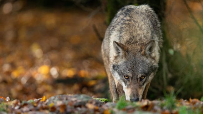 Varg har observerats och får har dödats av varg på Ammerön under de senaste månaderna.