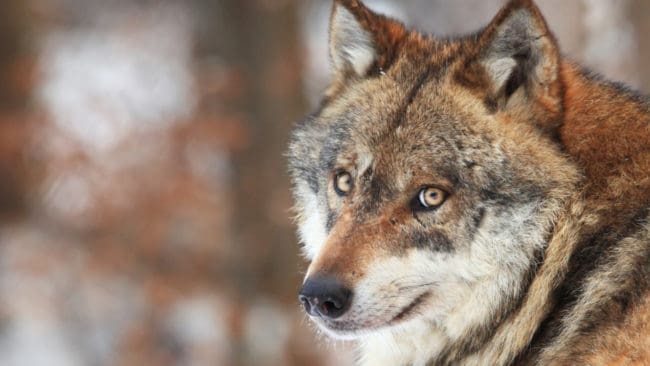 – Länsstyrelsen tar till exempel inte hänsyn till den psykiska ohälsa som det innebär att ha varg i närheten, säger dreverägaren.