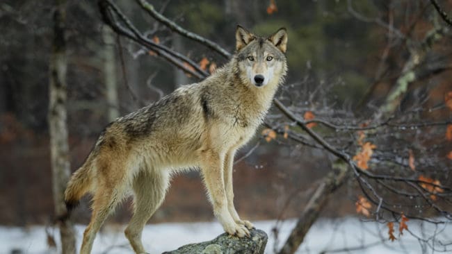 Sedan i somras har länsstyrelsen dokumenterat tre vargar med skandinaviskt ursprung i närheten av renområdet.