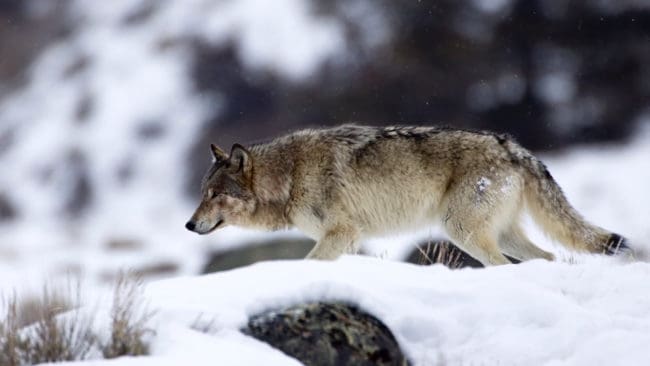 Tre vargar får avlivas eftersom de riskerar att orsaka allvarlig skada för Tåssåsens sameby.