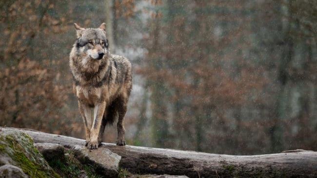 Länsstyrelsen tror att det rör sig om en ensam varg som har uppehållit sig i området åtminstone sedan sensommaren.