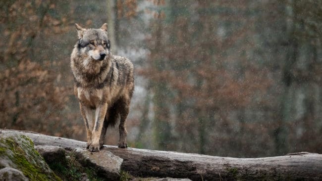 Förvaltningsrätten upphäver skyddsjaktsbeslutet eftersom rätten anser att vargen kan ha tagit sig över det rovdjursavvisande stängslet via ett nedfallet träd.