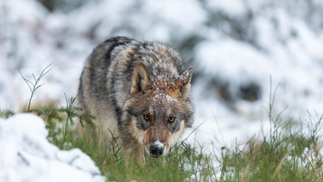 87 vargar i Sverige har avlivats under skyddsjakt sedan 2014.