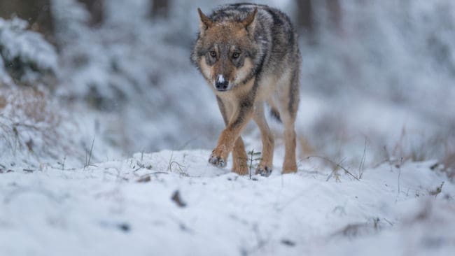 – Det måste hända något från politiskt håll, söger ordförande i Tåssåsens sameby som har haft stora problem med varg den här säsongen.