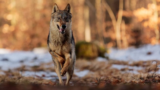 Plötsligt kom en varg rusande ur skogen när Sandra Grönlund var ute på en löprunda. I fem minuter höll den sig sedan nära henne. (arkivbild)