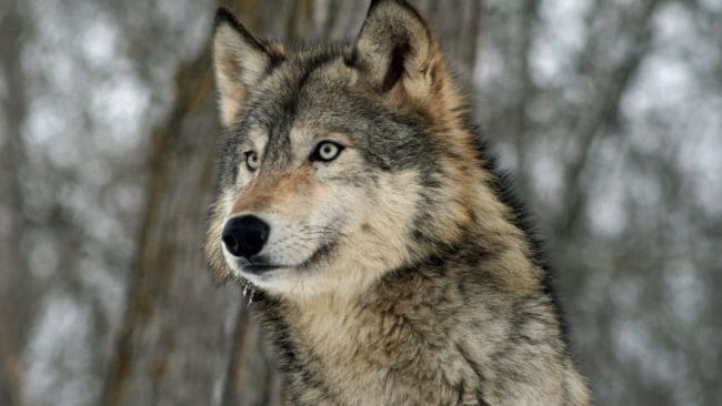 – Vad jag kan dra mig till minnes är det första gången som vi har fått en skyddsjaktsansökan från en kommun, säger Joel Isensköld på länsstyrelsen i Gävleborgs län.