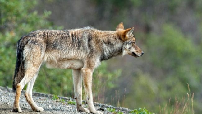 Den amerikanska regeringen har beslutat att stadsbor i Alaska inte får jaga i samma utsträckning som landsbygdsbor. Stadsbor får inte fälla till exempel varg eller prärievarg.