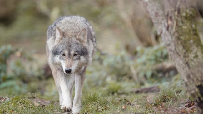 En begäran om skyddsjakt på varg i Norrsjöreviret har inkommit till länsstyrelsen. Ytterligare en kommer att lämnas in.