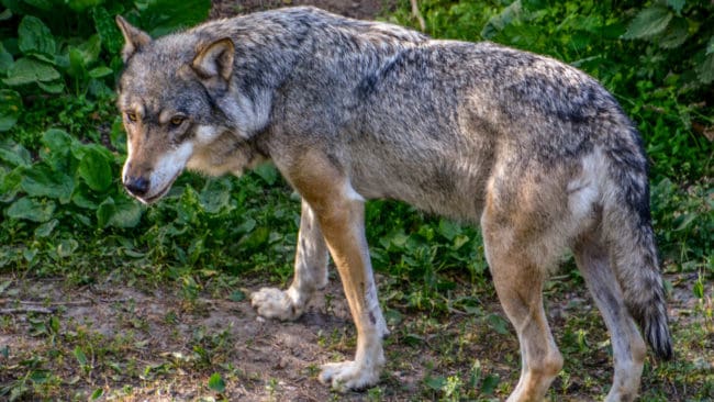 Trots skrämselförsök hade vargtiken succesivt börjat närmat sig bebyggelse och människor. (arkivbild)