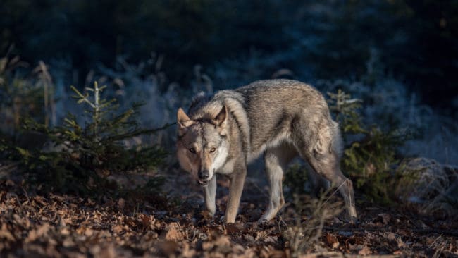 Länsstyrelsen i Dalarnas läns samlade bedömning är att risken för vargangrepp på hundar inte är högre i Norrsjöreviret än i andra vargrevir.