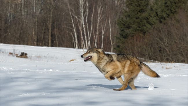 Två av länsstyrelsens beslut om skyddsjakt på varg har inhiberats efter att de har överklagats till förvaltningsrätten i Luleå.