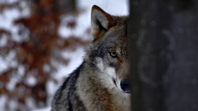 Svenska Rovdjursföreningen anser att skälen till att skyddsjakten beviljades är "ganska harmlösa observationer på långa avstånd och spår efter varg".