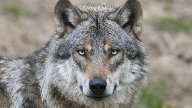 Länsstyrelsen i Örebro län bedömer att kriteriet ”risk för allvarlig skada” kopplat till Norrsjöreviret inte är uppfyllt i dagsläget.