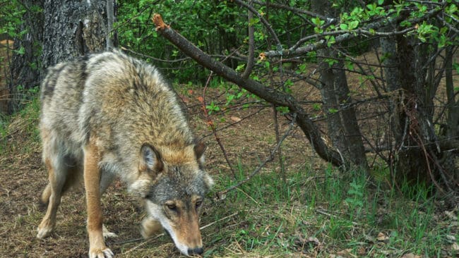 Så sent som förra veckan visade en dna-analys av spillning att vargkullen som föddes i Östergötland består av minst sju valpar. (arkivbild)