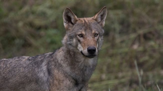 En varg har observerats söder om Sundsvall vid flera tillfällen under det senaste dygnet. I Långskog, utanför Matfors, höll en sällskapshund på att få sätta livet till. (arkivbild)