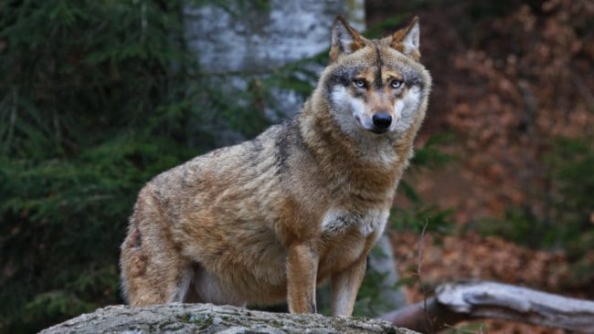 Vargen har vid flera tillfällen befunnit sig på ett avstånd närmare än 30 meter från människor och inte låtit sig skrämmas bort. (arkivbild)