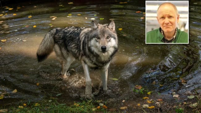Vargen som hittades vid en sjö dog till följd av vätska i lungorna, visar obduktionen som utfördes av biträdande statsveterinär Henrik Uhlhorn vid SVA.