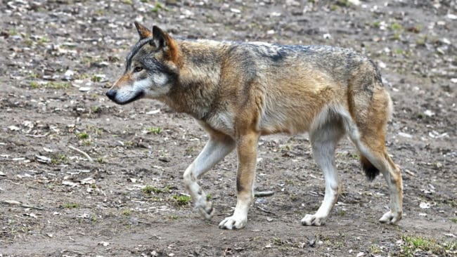 Vargen som uppehåller sig i Skåne är född i Östergötland. (arkivbild)