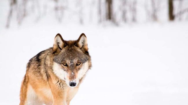 Över 11 500 norska jägare vill jaga varg.