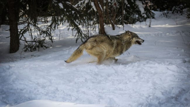 Länsstyrelsen i Jämtlands län vill att Högsta förvaltningsdomstolen ska klarlägga förutsättningarna för att kunna bevilja skyddsjakt på varg.
