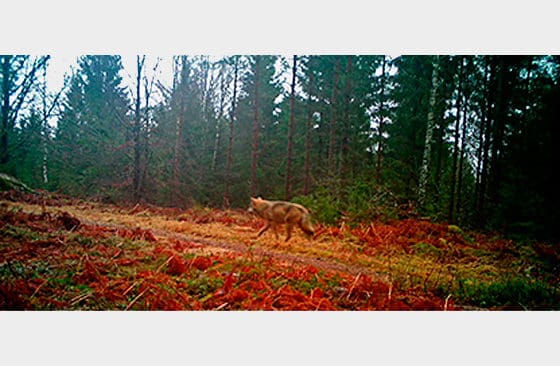 En varg har fotograferats av skånska länsstyrelsens viltövervakningskameror.