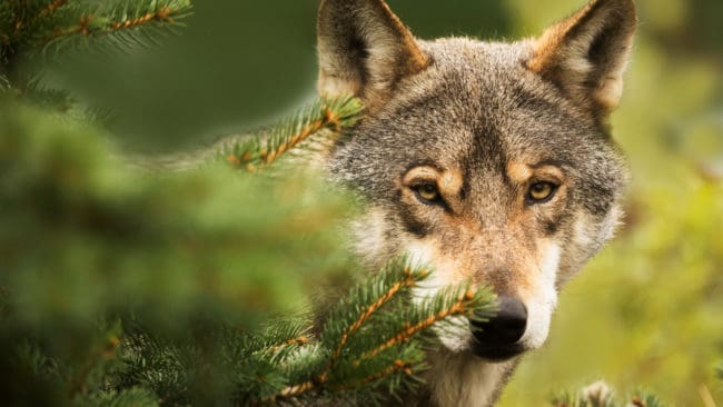 Det rör sig flera vargar i Västra Götalands län nu. Och på drygt en vecka har tre vargangrepp på får ägt rum i länet.