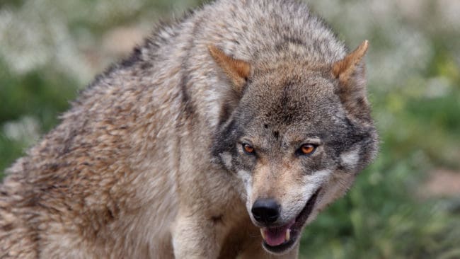 Det här är det femte vargangreppet på kort tid i Västra Götaland.