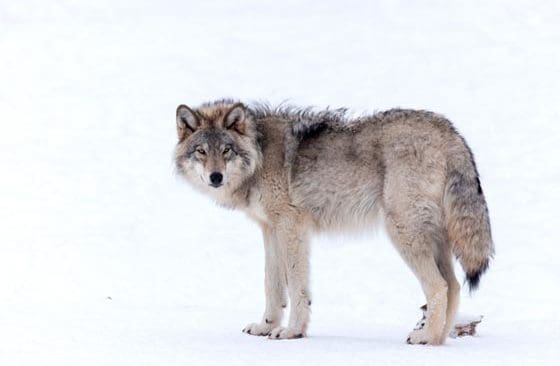 Antingen behövs en invandrad varg var femte år eller så måste den skandinaviska stammen bestå av 1 700 vargar, hävdar Naturvårdsverket. Samerna invänder att det blir svårt för rennäringen.