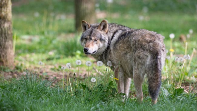 Trafikolyckan inträffade i närheten av vargreviret i Tiveden.