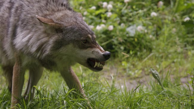 Dna-analyserna efter vargangreppet i fårhagen visar att Sjundareviret nu sträcker sig över ett ännu större område än länsstyrelsen tidigare trodde. (arkivbild)