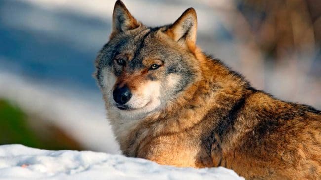 Att lyckas med skyddsjakt på varg är svårt, konstaterar ATL. Det bör kunna räcka med ett angrepp för att bevilja skyddsjakt, anser Naturvårdsverket.