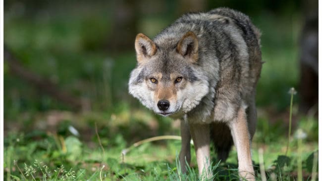 ”Att vid upprepade tillfällen få se sina djur bli angripna av varg är inte acceptabelt", skriver LRF Halland.