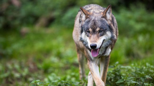 En teori är att den fällda tiken troligen valpade i april/maj och att hon fick dödfödda eller mycket svaga valpar. (arkivbild)