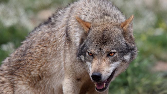 Samma vargtik som har utfört åtminstone tre av angreppen på får i Skåne har tidigare i år identifierats som den skadegörande individen efter ett stort antal vargangrepp i flera andra län. (arkivbild)
