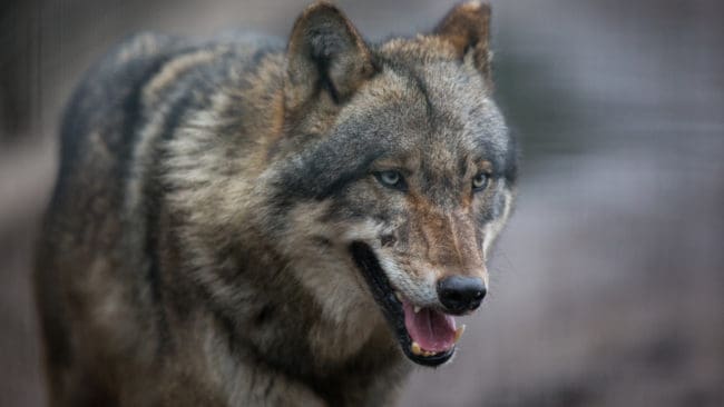 Vargtiken har sedan 2018 rört sig i ett område mellan Ockelbo och Lingbo och återkommande ställt till med obehag för boende.